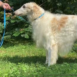 Remek - Borzoi