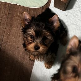 Yorkshire Terrier Puppies from Yvette Copeland's Yorkshire Terriers