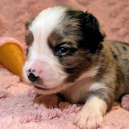 Crystal Gayle - Blue merle female Toy Australian Shepherd puppy in Shepherd, Texas from GAMALA Farm & Kennels
