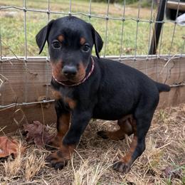 Archer - Black and rust male Doberman Pinscher puppy in Toney, Alabama from Bhon Mhuir Dobermanns