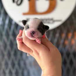Peanut - Blue and white male Chihuahua puppy in Harrison, Michigan from Cloud9 Chihuahuas