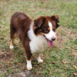 Scarlet - Miniature Australian Shepherd