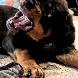 Rottweiler Puppies from Vom Gryphonberg