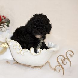 "Klint" Aussiedoodle, Cockapoo, and Goldendoodle Puppies from West Coast Doodles