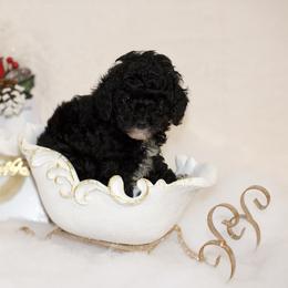 "Klint" Aussiedoodle, Cockapoo, and Goldendoodle Puppies from West Coast Doodles