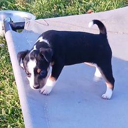 Rat Terrier Puppies from Foggy Meadow Farm