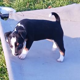Rat Terrier Puppies from Foggy Meadow Farm
