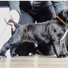 Cane Corso Puppies from Starlight Cane Corso