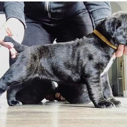 Cane Corso Puppies from Starlight Cane Corso