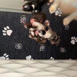 Girl 1 - Blue merle female Toy Australian Shepherd puppy in Bogata, Texas from Maple Creek Run