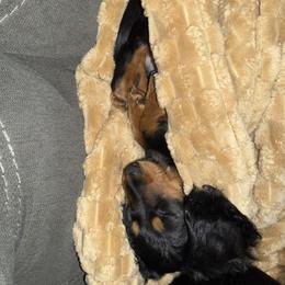 Dachshund Puppies from Birkin’ Paws
