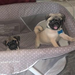 Pug Puppies from Lisa's Pugalicious Pugs