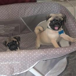 Pug Puppies from Lisa's Pugalicious Pugs