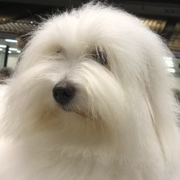 Mimi - Coton de Tulear