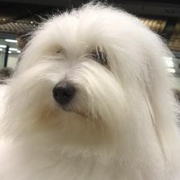 Mimi - Coton de Tulear