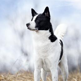 Canaan Dogs from Revelation Knaani Canaan Dogs