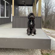 Pepper - Bordoodle