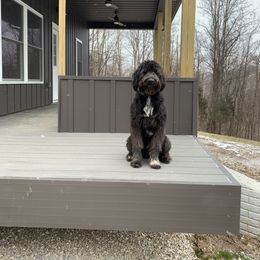 Pepper - Bordoodle