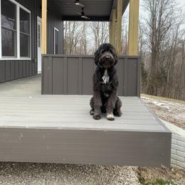 Pepper - Bordoodle