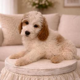 Spruce - Parti male Goldendoodle puppy in Stanford, Kentucky from Holloway Goldendoodles