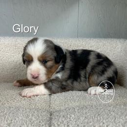Girl 4 Glory - Blue merle female Miniature Australian Shepherd puppy in Bristow, Iowa from Pine Ridge Toy and Mini Aussies