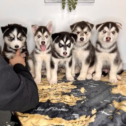 Maltese and Siberian Husky Puppies from Nyx’s Pack