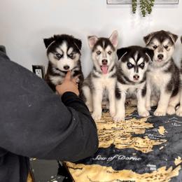 Maltese and Siberian Husky Puppies from Nyx’s Pack
