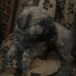 Boy 2 - Fawn male Bouvier des Flandres puppy in Bethlehem, Connecticut from Bouviers Gate House
