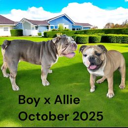 Bulldog puppies from Hamalini Bulldogs LLC