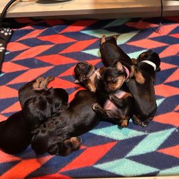 Boy 3 red collar - Yorkshire Terrier puppy in Springfield, Virginia from Happy Healthy Yorkies