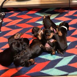 Boy 3 red collar - Yorkshire Terrier puppy in Springfield, Virginia from Happy Healthy Yorkies