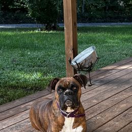 Boxer All Grown Up from Buffalo Creek Boxers