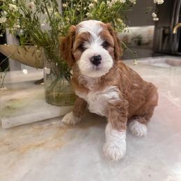 King - Red male Cavapoo puppy in Sacramento County, California from Sac-Town Poodles and Doodles