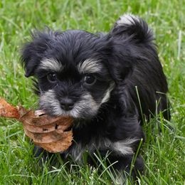 Havanese from Three Rivers Havanese