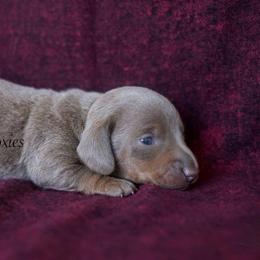 Luigi - Fawn (isabella) and tan male Dachshund puppy in Apple Valley, California from Socaldoxies