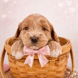 Penny - Parti female Goldendoodle puppy in Columbia, South Carolina from Glittering Grace Goldendoodles
