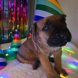 DEW - Fawn male Cane Corso puppy in St. Augustine, Florida from RG2 Cane Corsos