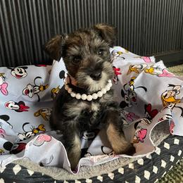 Minnie - Salt and pepper female Miniature Schnauzer puppy in Anthony, Florida from Amanda Tragash