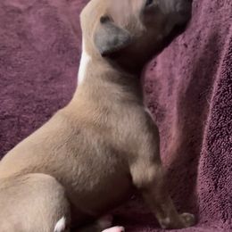 Livia - Blue fawn female Italian Greyhound puppy in Plains, Georgia from Amayz Italian Greyhounds
