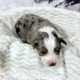 Tazz - Blue merle male Australian Shepherd puppy in Vail, Iowa from Homegrown Huskies