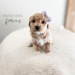 Pink - Lois Lane - Apricot female Maltipoo puppy in Huntsville, Texas from Nelson Creek Farms