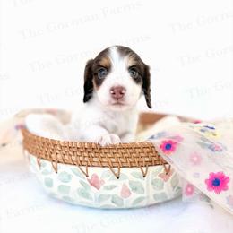 Cow - Piebald male Dachshund puppy in Greenville, North Carolina from The Gorman Farms