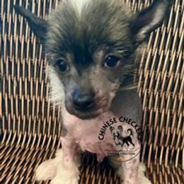 Pancho - Black and white male Chinese Crested puppy in Port Charlotte, Florida from Chinese Checkers Chinese Cresteds