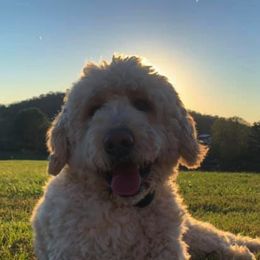 Labradoodles and Poodles from Morrell Town Standards and Doodles