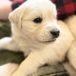 LeMans - Light golden male Golden Retriever puppy in Watkins, Colorado from Brightside Goldens