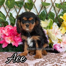 Ace - Black and tan male Cavalier King Charles Spaniel puppy in Hollywood, Florida from World Class Cavaliers