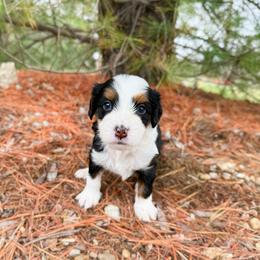 Lou - Tri-color male Bernedoodle puppy in Wamego, Kansas from Doodles of Oz