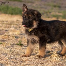 German Shepherd Puppies from vom Gannett