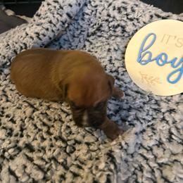 Boy 3 - Fawn male Boxer puppy in Lakeland, Florida from Cote's Boxers
