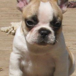 French Bulldog Puppies from Stonehill's French Bulldogs